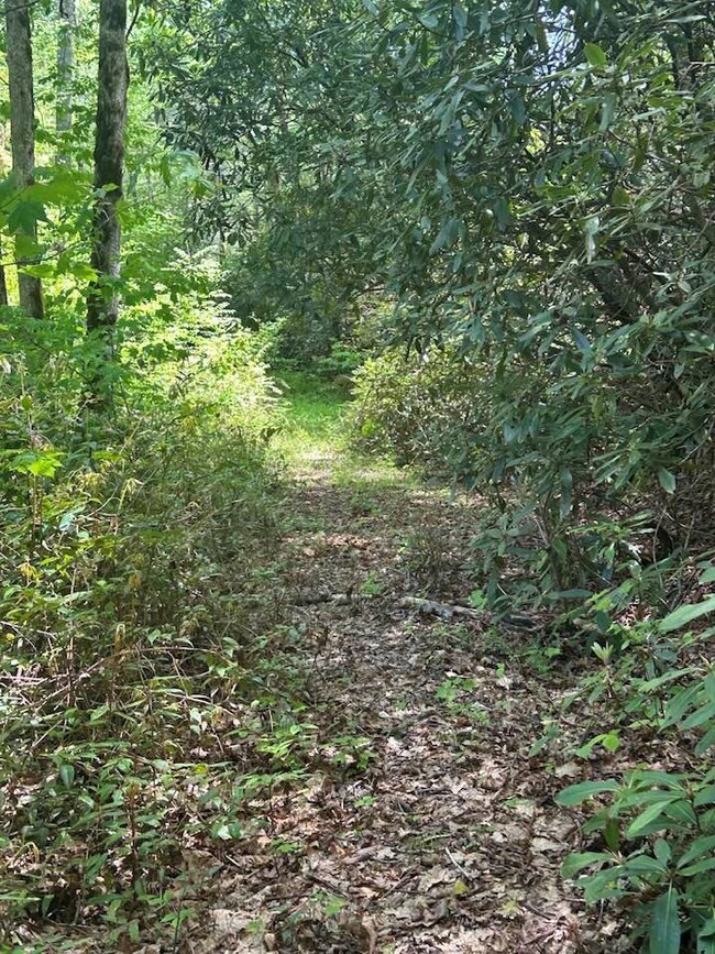 Trail to Creek
