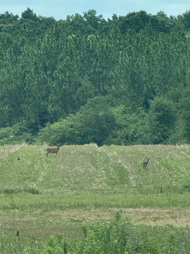 0 Loven Mill Rd, Richland, GA 31825 - photo 6