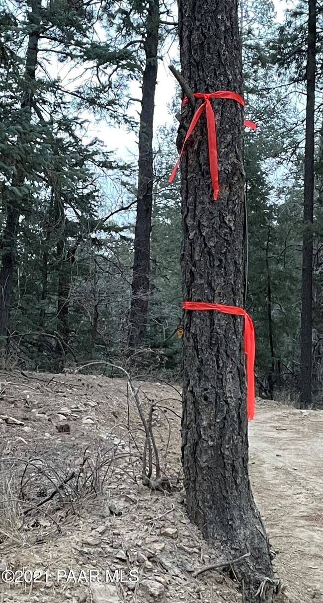 Look For Orange Ribbons On Tree & Sign A