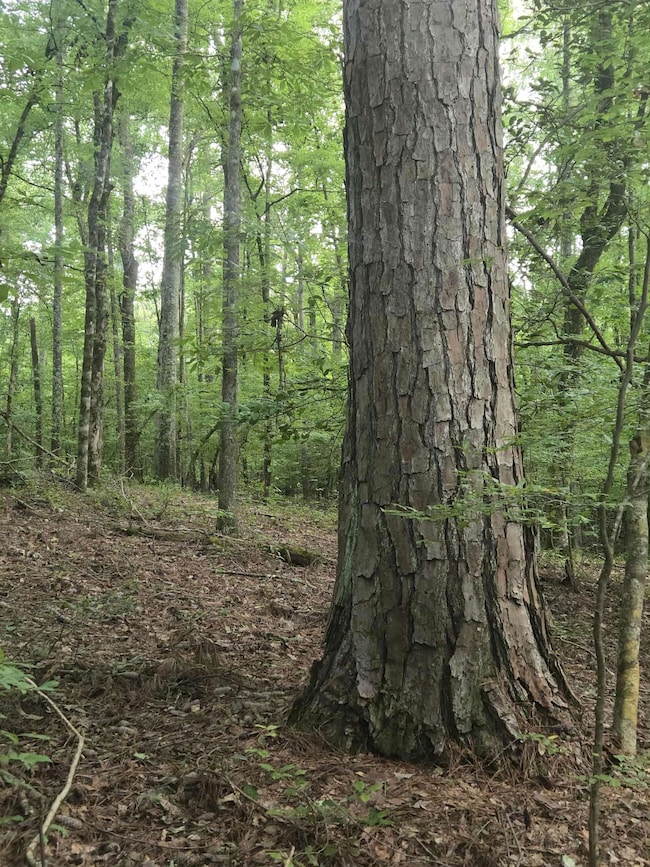 4866 Hwy 42 S, Forsyth, GA 31029 - photo 4