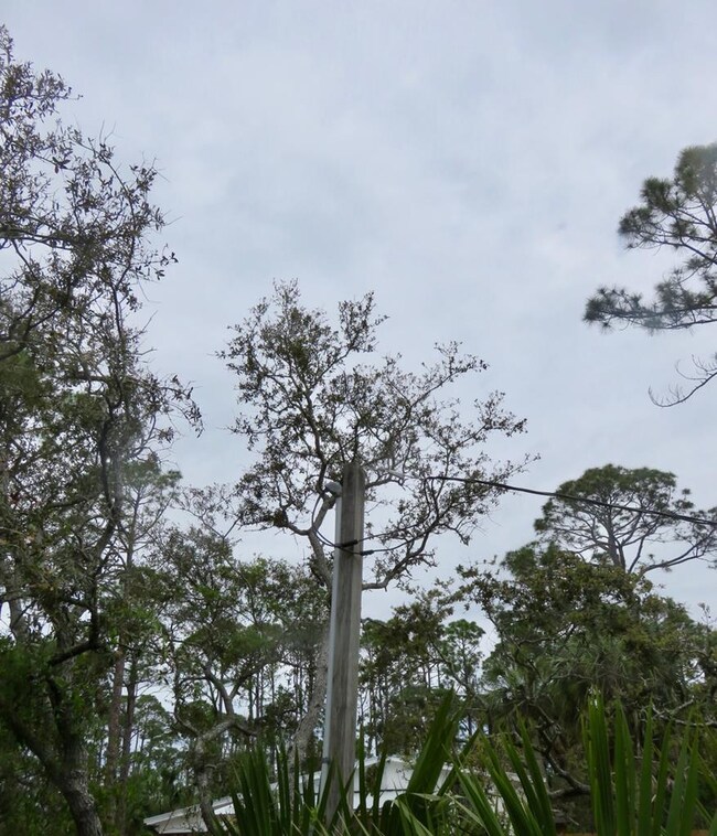 Power Pole on the lot