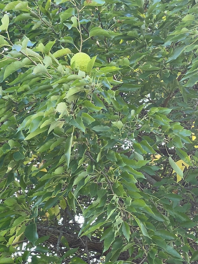 3-521 Shady Ln, Cherry Grove-Shannon Township, IL 61046 - photo 5