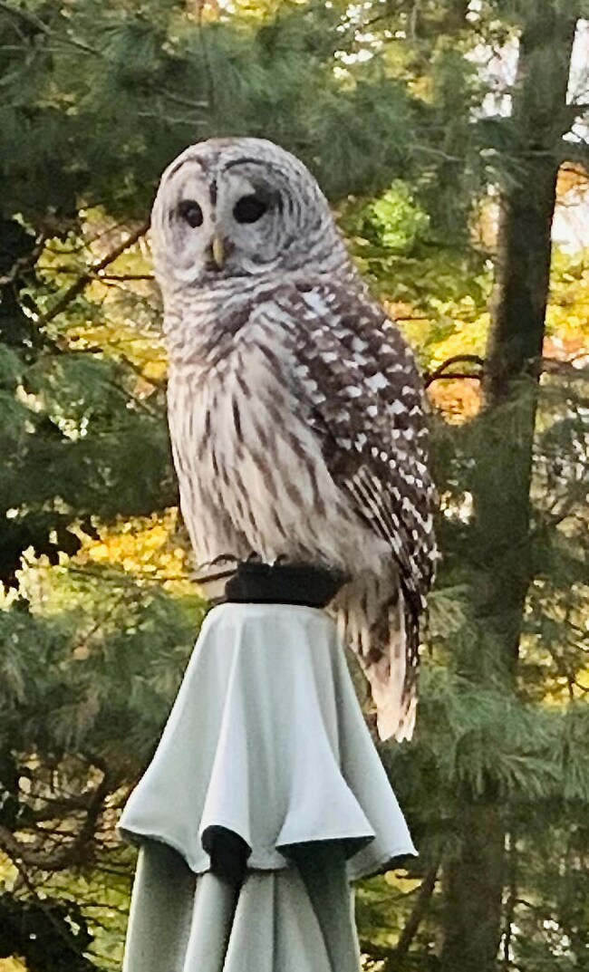 bard owl