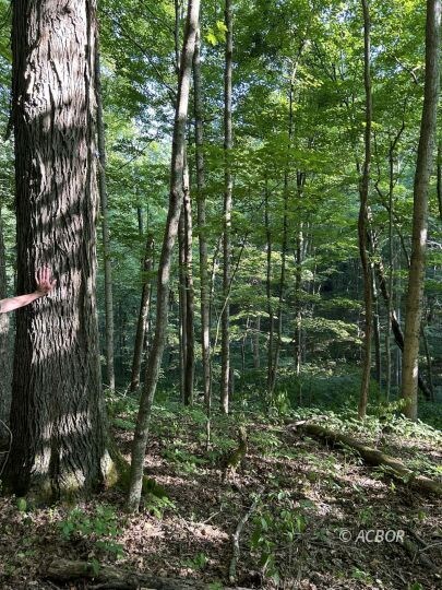 Large Trees