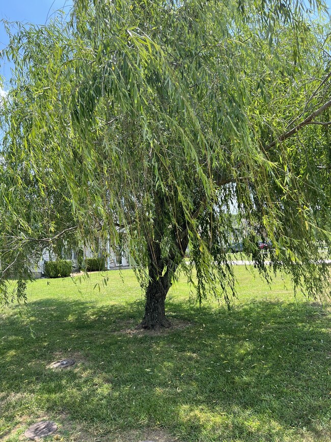 201 Eventine Dr, Shelbyville, TN 37160 - photo 7