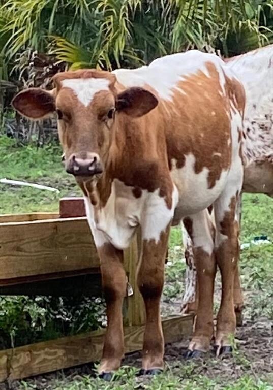 20225 Bedu Ct, Loxahatchee, FL 33470 - photo 2