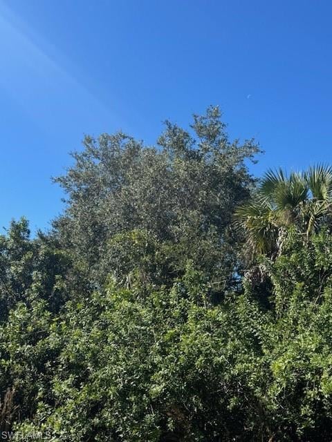 View of local wilderness