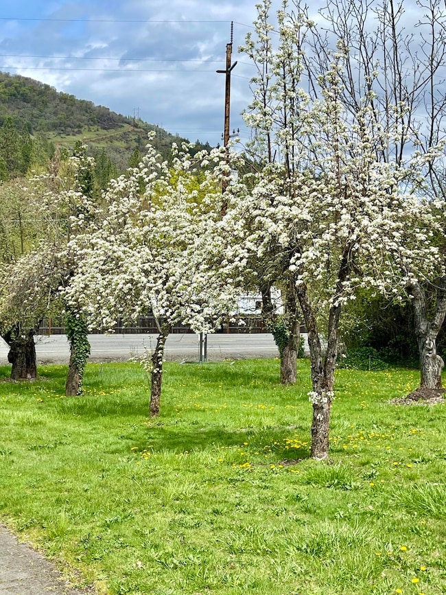 Orchard in April