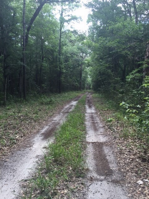 XX Narvaez Trail, Crawfordville, FL 32327 - photo 2
