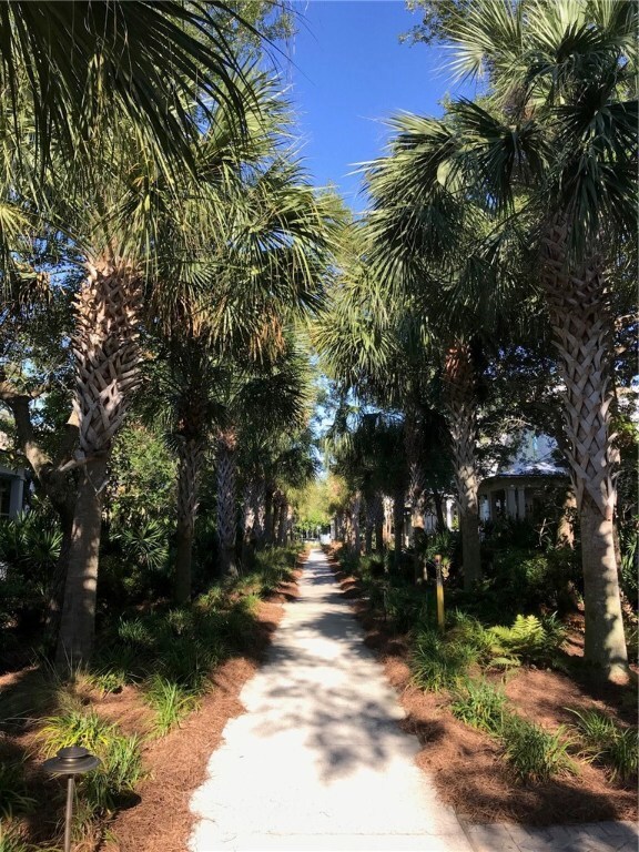 Palm lined pathway