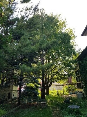 4832-34 N Leavitt St, Chicago, IL 60625 - photo 3