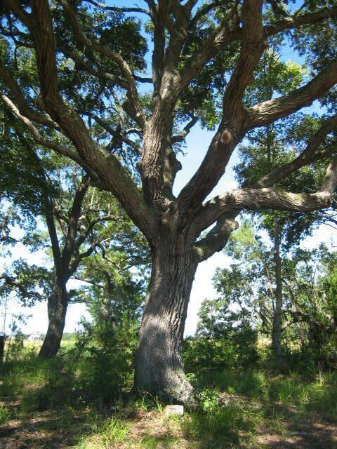 Fantastic trees on this lot
