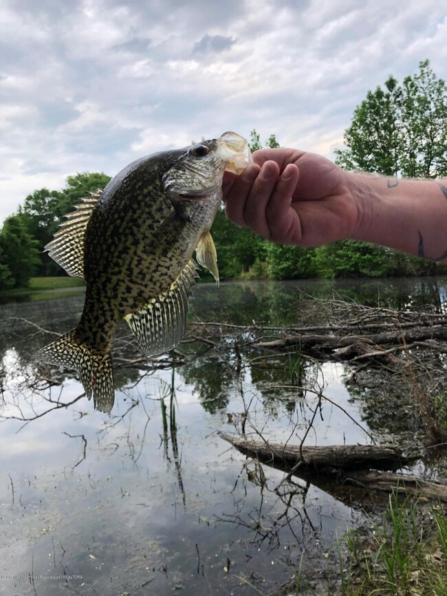 Crappie