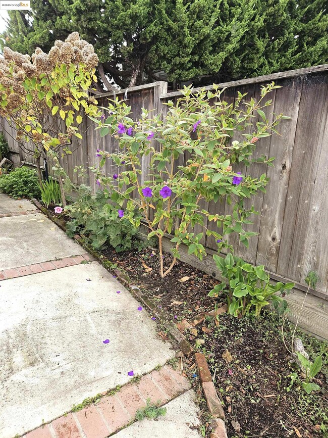 816 Madison St, Albany, CA 94706 - photo 7