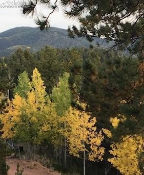 Aspen trees