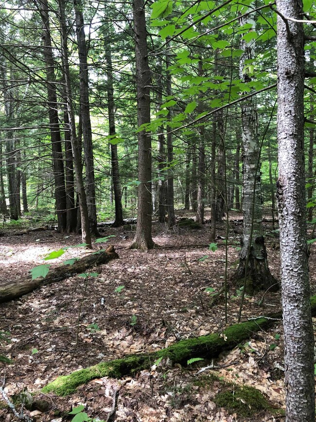 0 Mountain Rd unit 429  Lot 4 4944262, Newbury, NH 03255 - photo 6