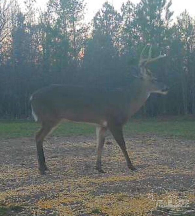 000 Apple Grove Rd, Vredenburgh, AL 36481 - photo 7