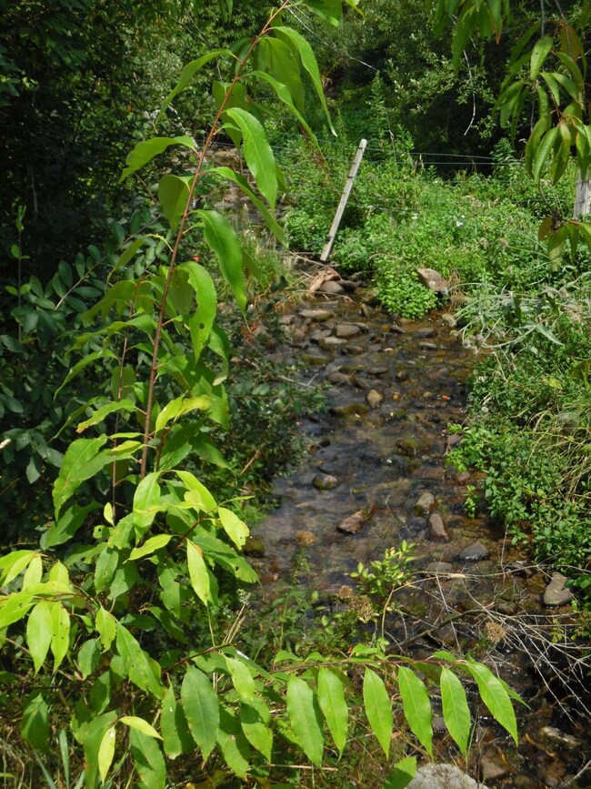 180 Fassifern Fields Rd, Slatyfork, WV 26291 - photo 4