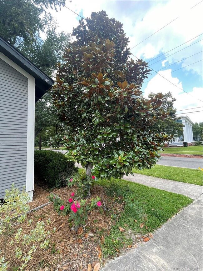 Magnolia tree-house corner
