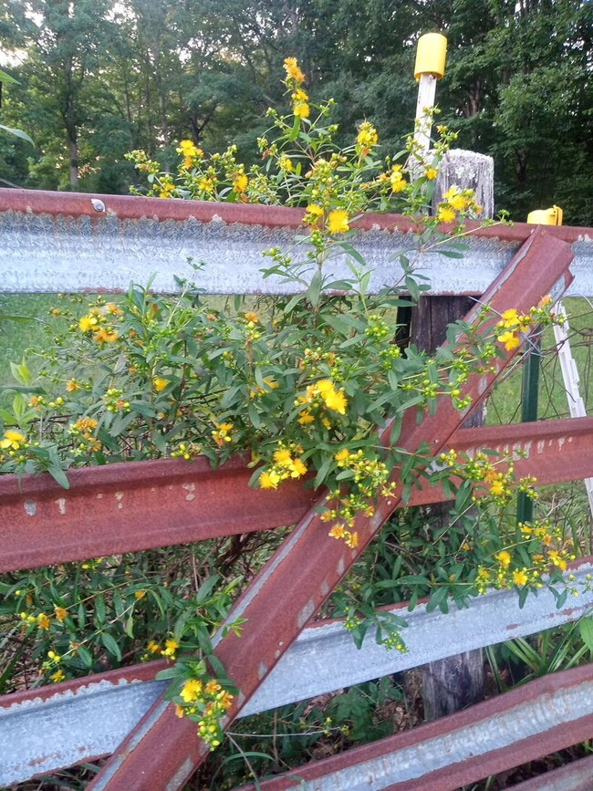 18406 Stanaford Rd, Danese, WV 25831 - photo 6