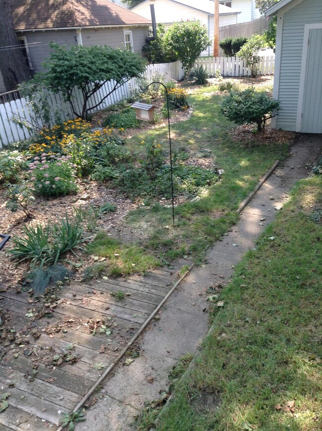 Back Yard 1