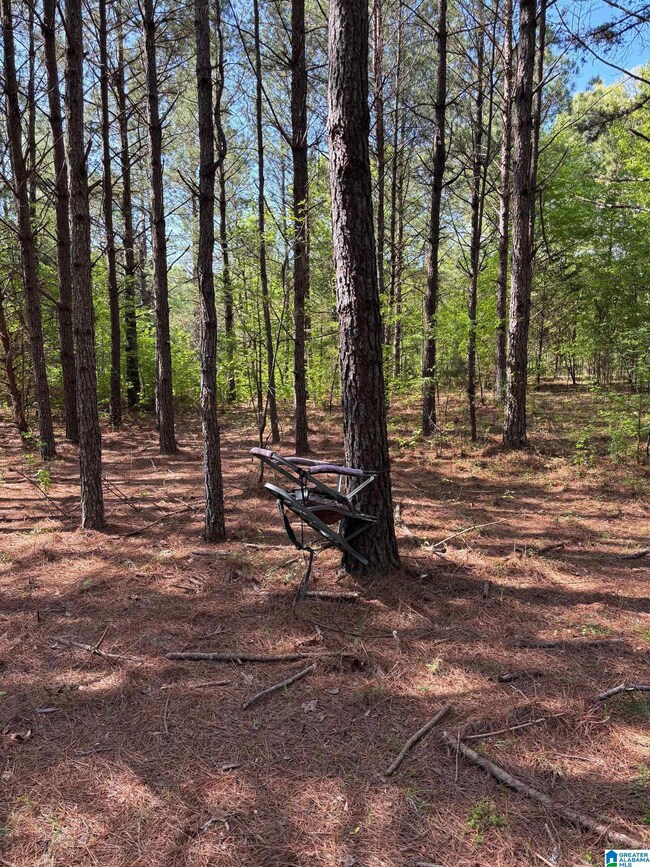 1401 Cobb Rd, Munford, AL 36268 - photo 5