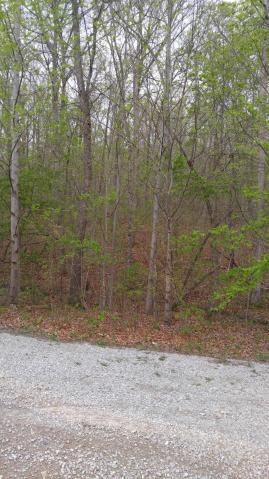 greenforest6
