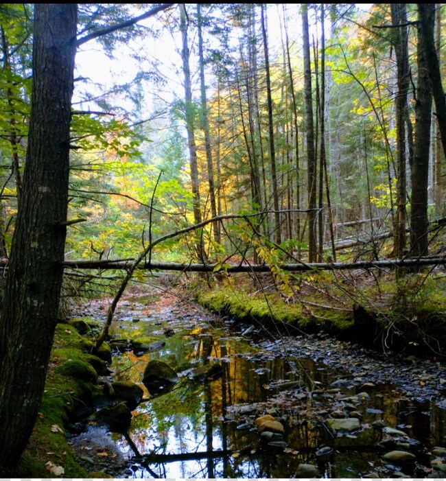 463 Clover Mill Rd, Farmington, ME 04938 - photo 5