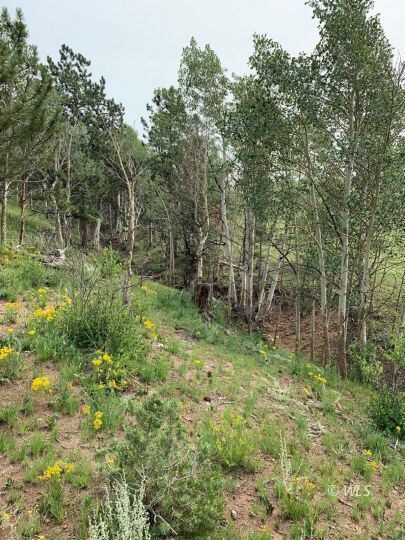 Aspen Grove