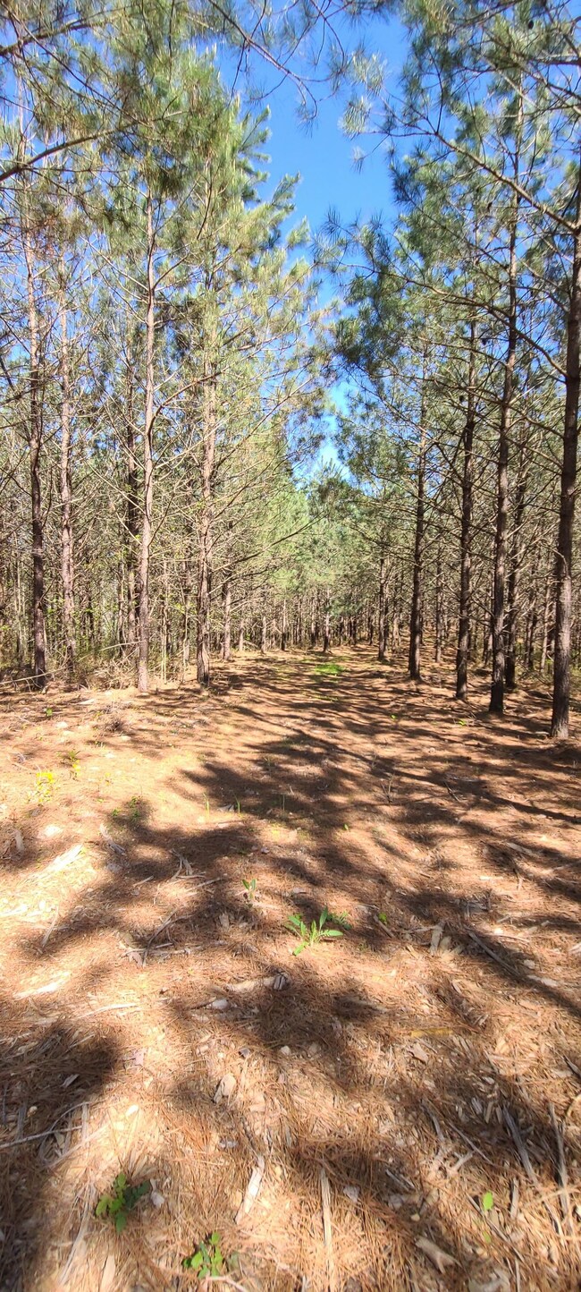 355 Hillbrook Dr, Linden, TN 37096 - photo 4