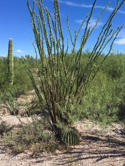 Gorgeous vegetation