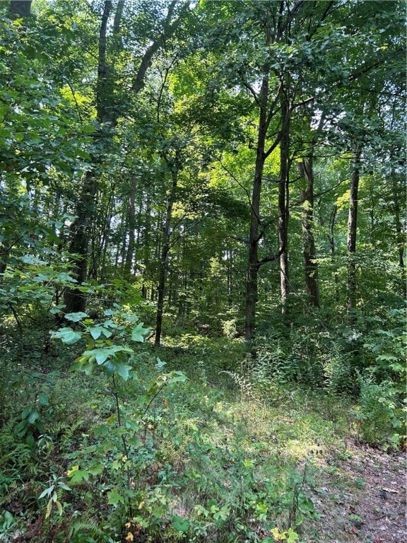 LOVELY WOODED AREA BEHIND CABIN!