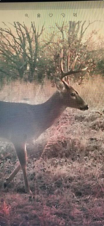 deer on property