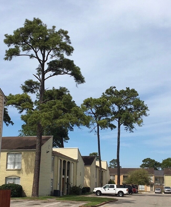 Drive in to mature trees