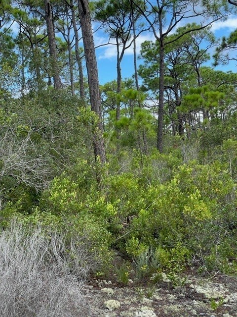 Clearing in lot with Wild Thyme