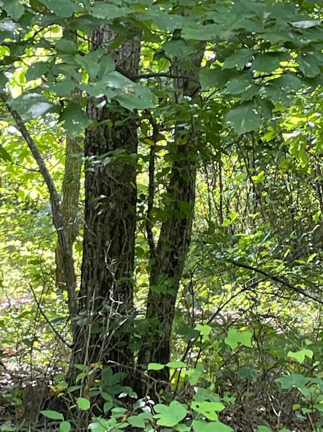 0 Roaring Creek Rd unit 1523586, Dunlap, TN 37327 - photo 3