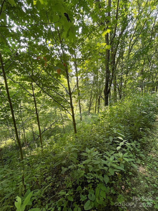 TBD Fletcher Branch Rd, Vilas, NC 28692 - photo 4