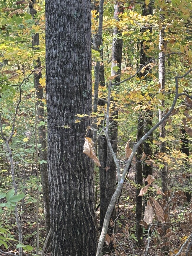 0 Collins Rd, Allons, TN 38541 - photo 5