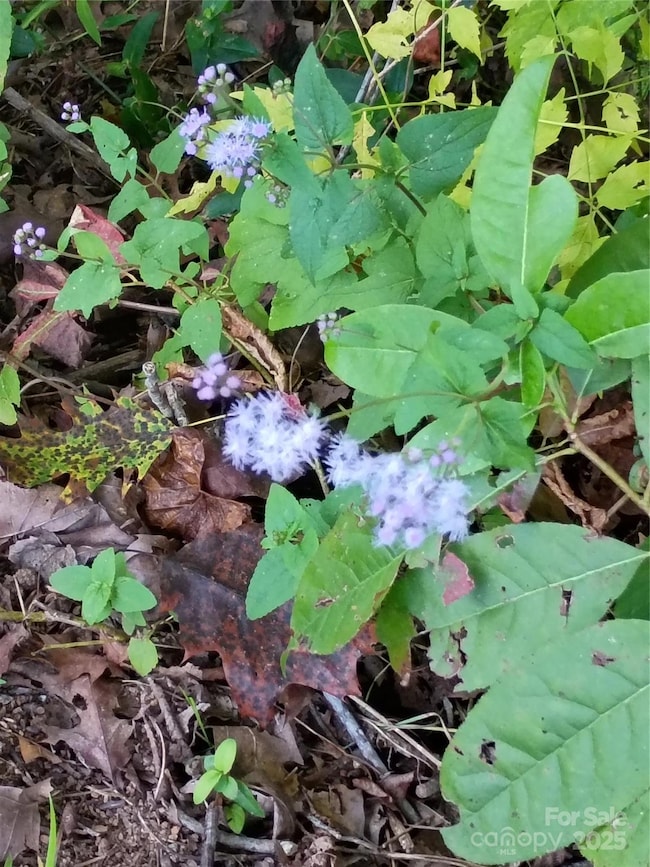 00 Toney Rd, Bostic, NC 28018 - photo 2