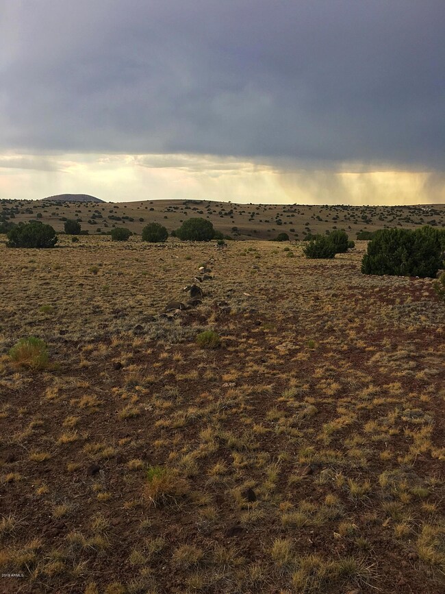 Concho - Cayuse 2