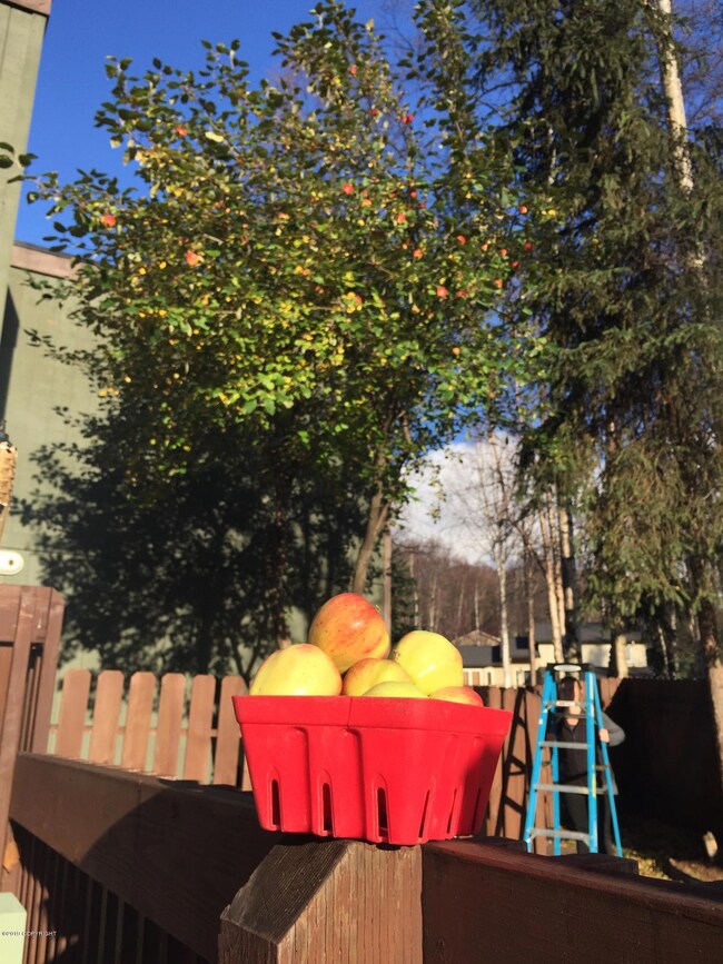 Carson Middleton Back Yard Apple Tree
