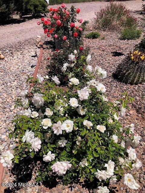 Roses3