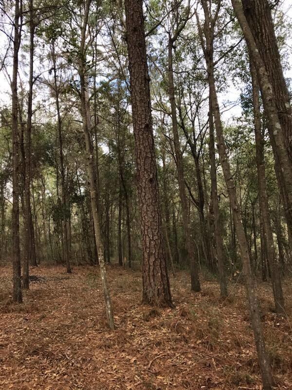Big Pine Tree