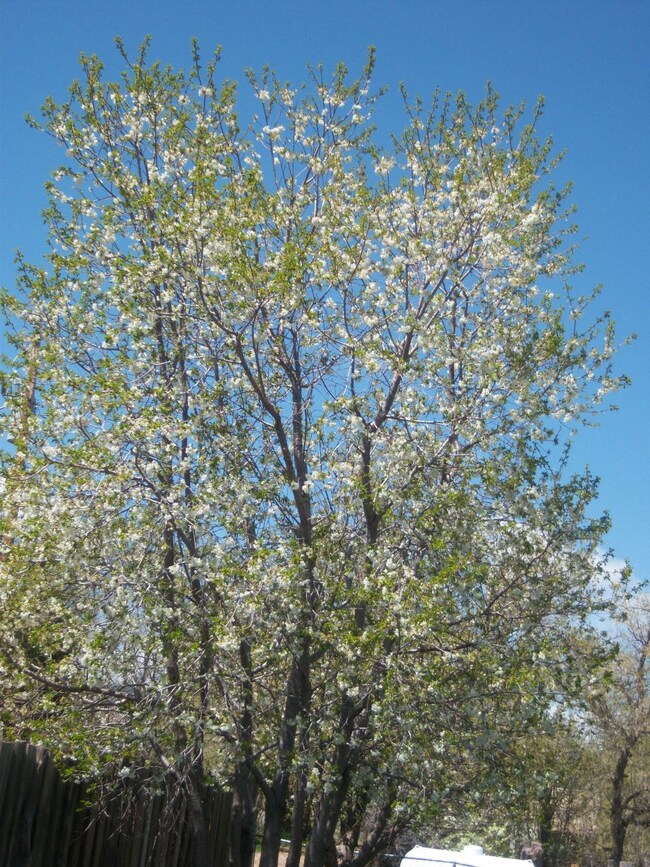 Cherry Tree