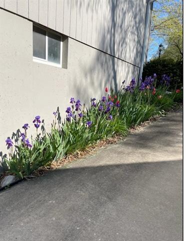 Iris