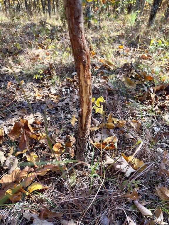 View of local wilderness
