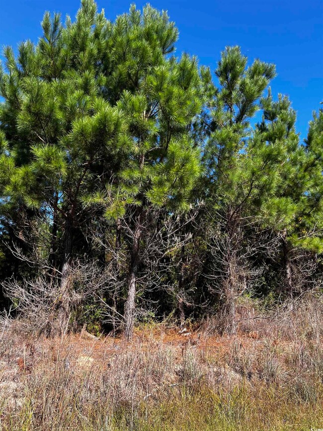 1677 Cockfield Rd unit LOT 11, Scranton, SC 29591 - photo 4