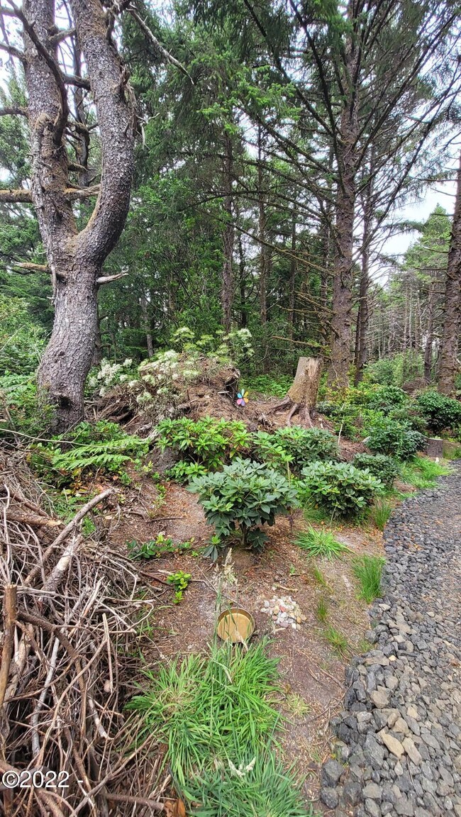 New Rhodies