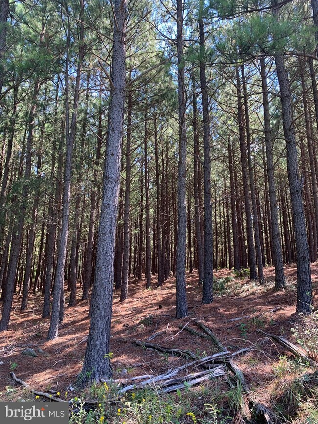 1 Black Oak Rd, Warfordsburg, PA 17267 - photo 2