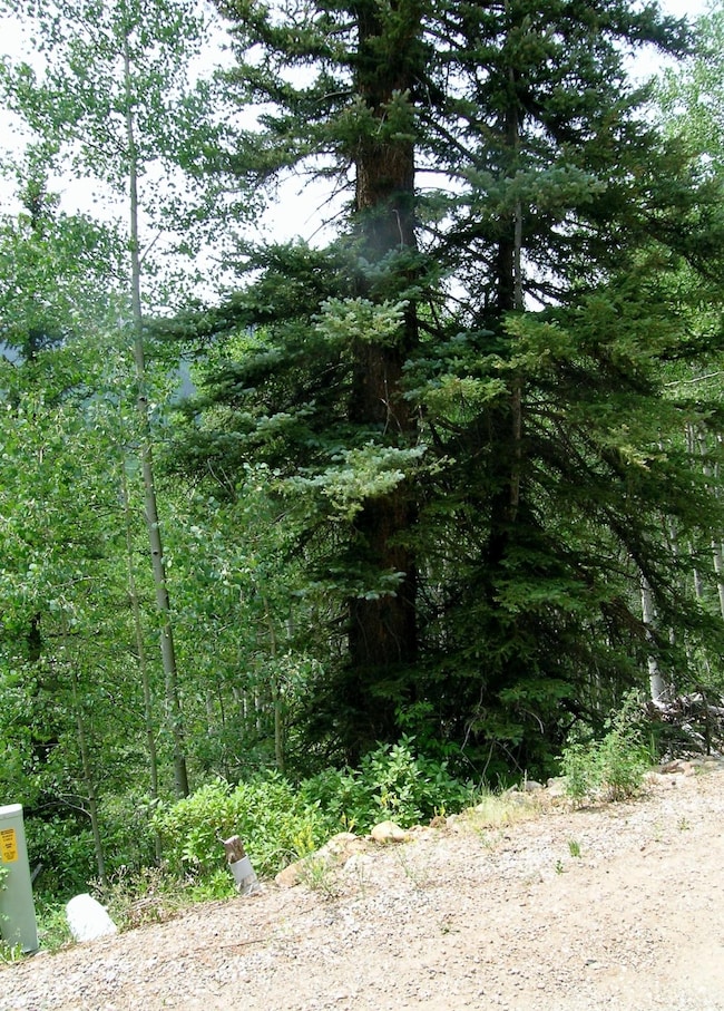 213 S Silver St unit 7,8, Rico, CO 81332 - photo 4